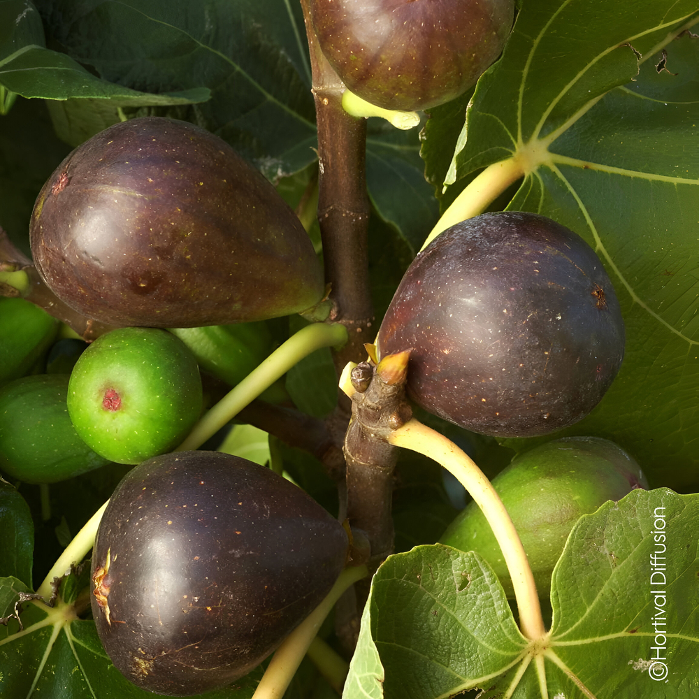 Figuier varié, variétés variables - Pot 10L