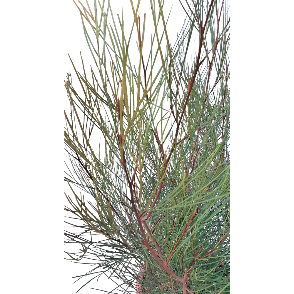 Grevillea johnsonii : pot 10/15L