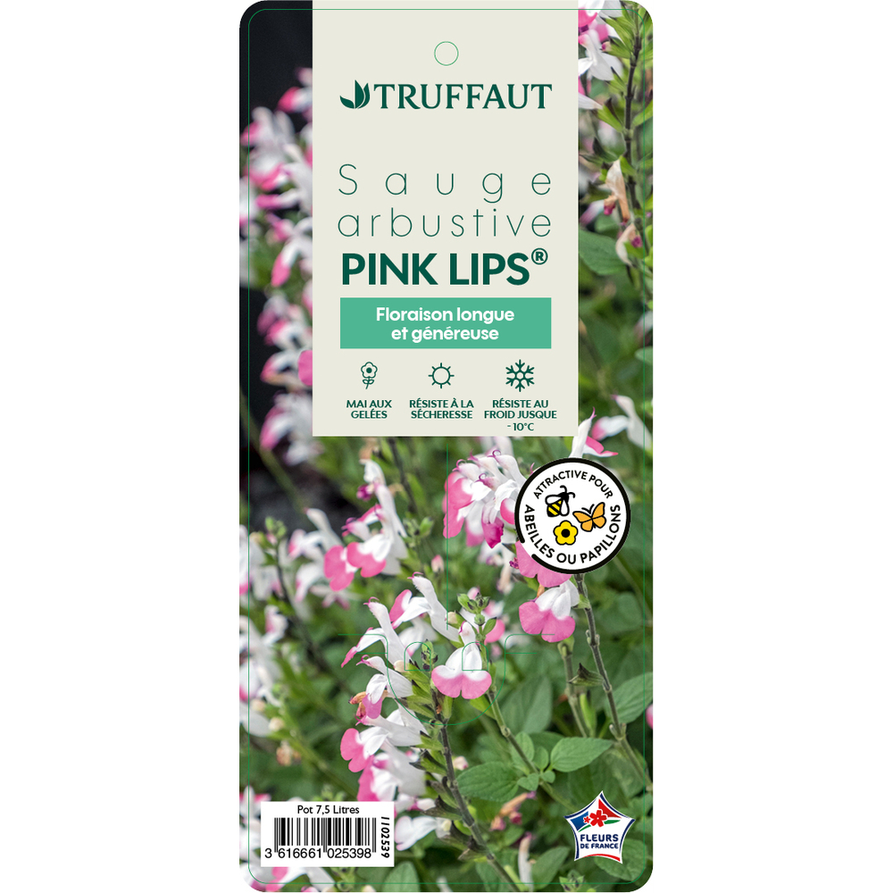 Salvia 'Pink Lips®' : pot 7,5L