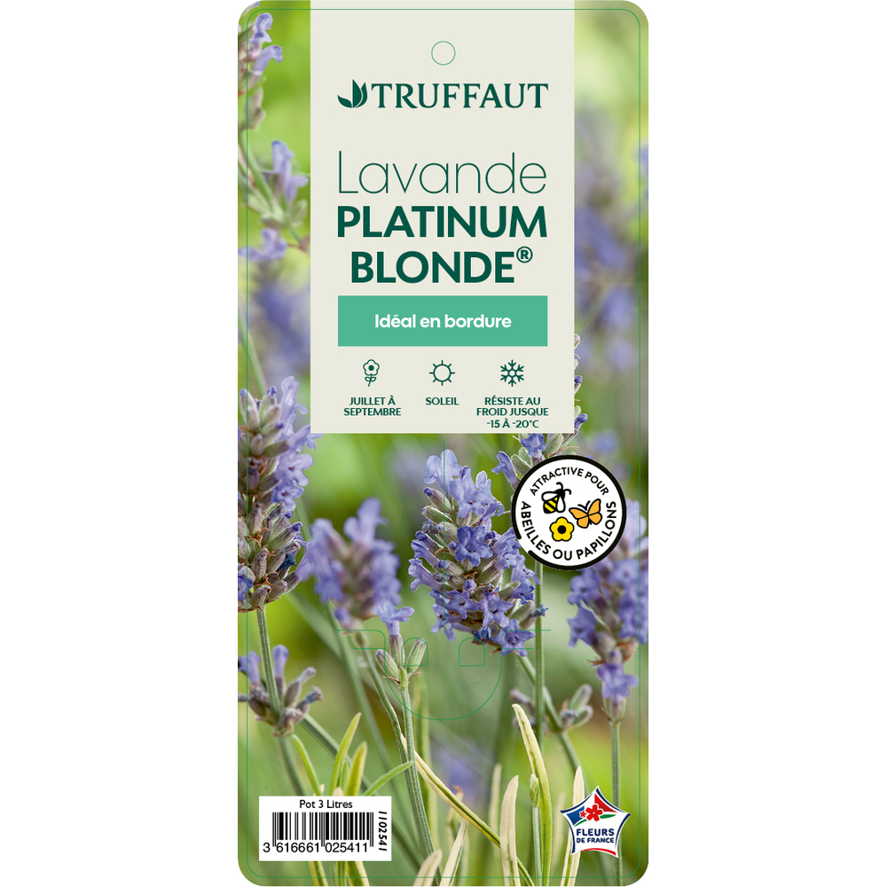 Lavandula 'Platinum Blonde' : pot 3L
