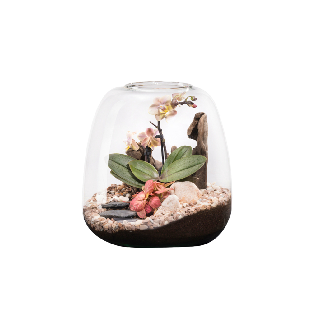 Terrarium Moly L, Phalaenopsis - D.24xH.25cm