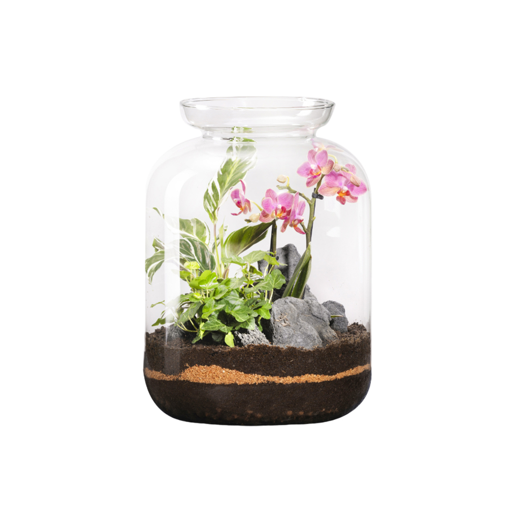 Terrarium bonbonne en verre avec orchidée Phalaenopsis : D.23cm