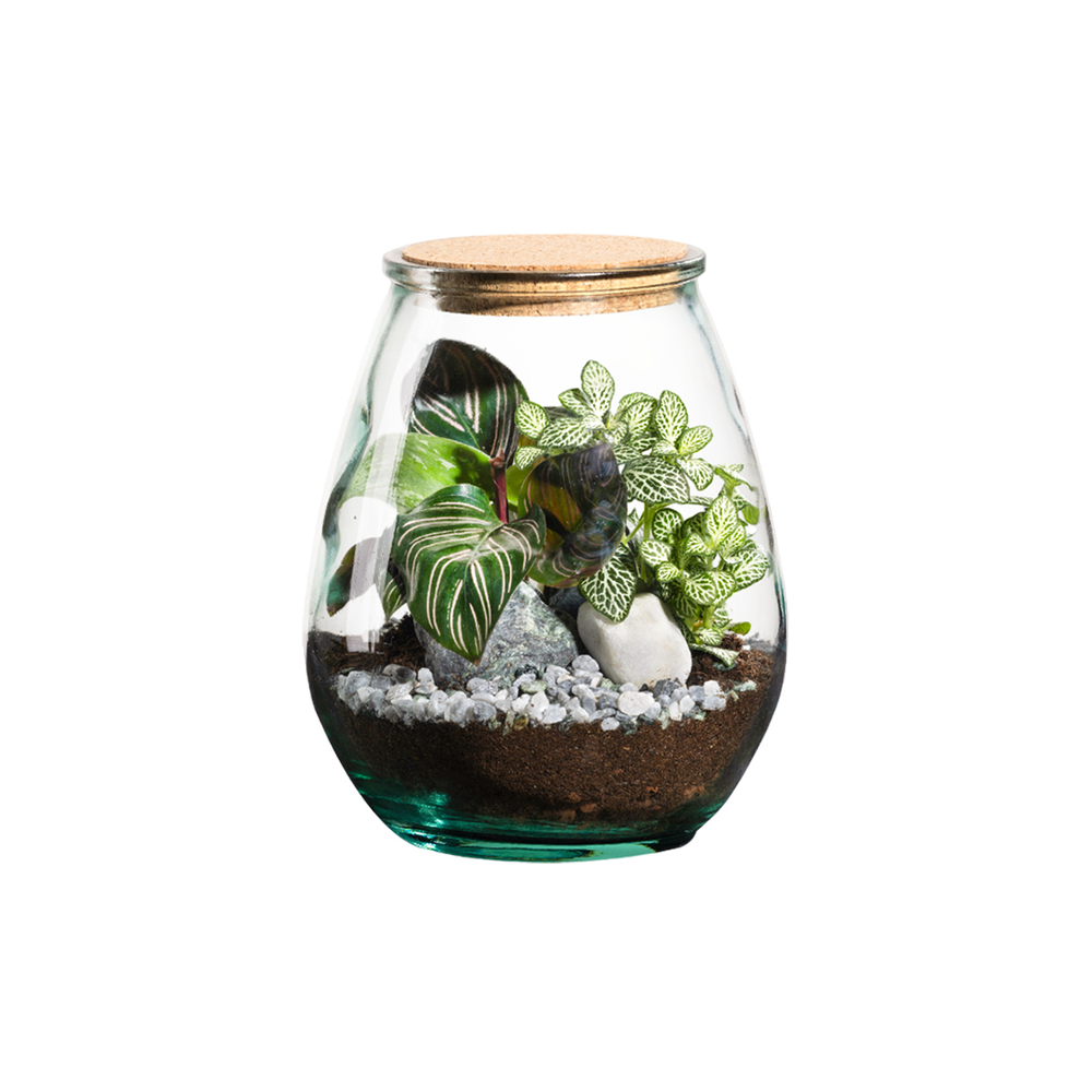 Terrarium Darasa M, en verre, avec plantes vertes : D.19cm