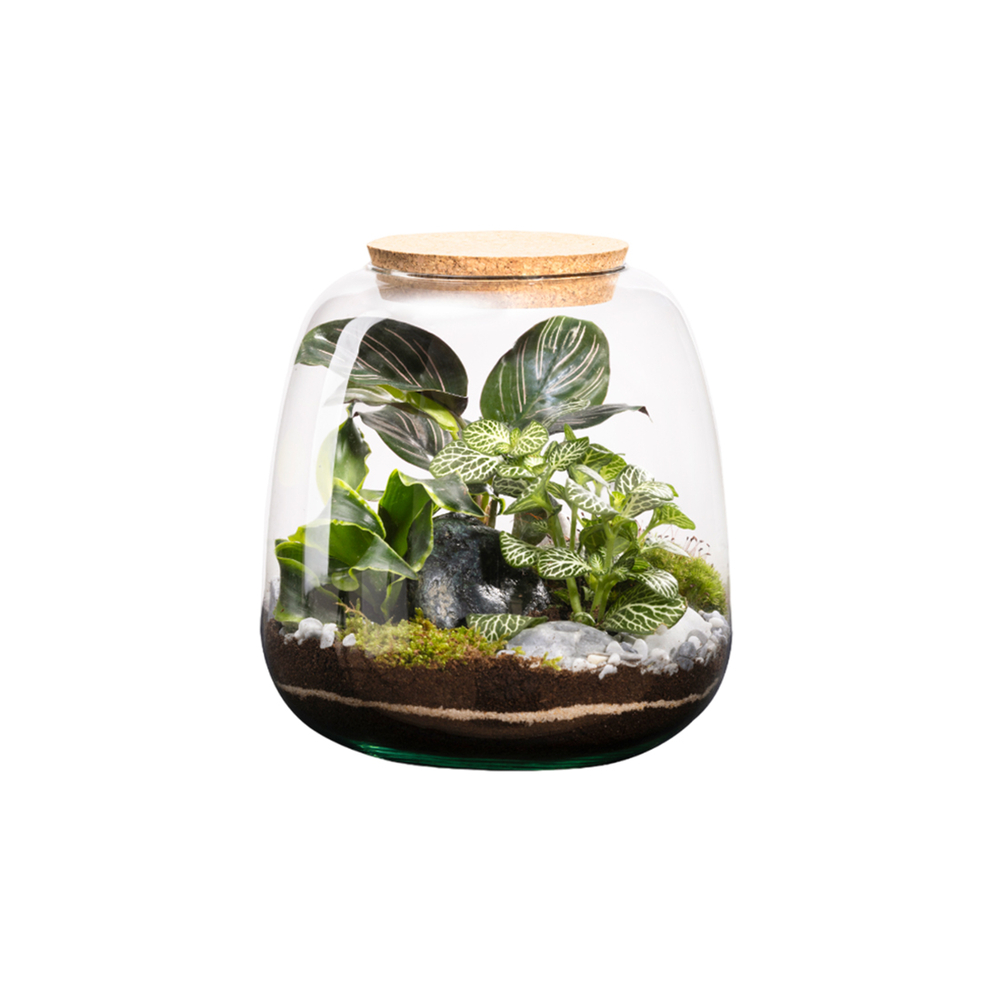 Terrarium Moly M, en verre, avec plantes vertes : D.19cm