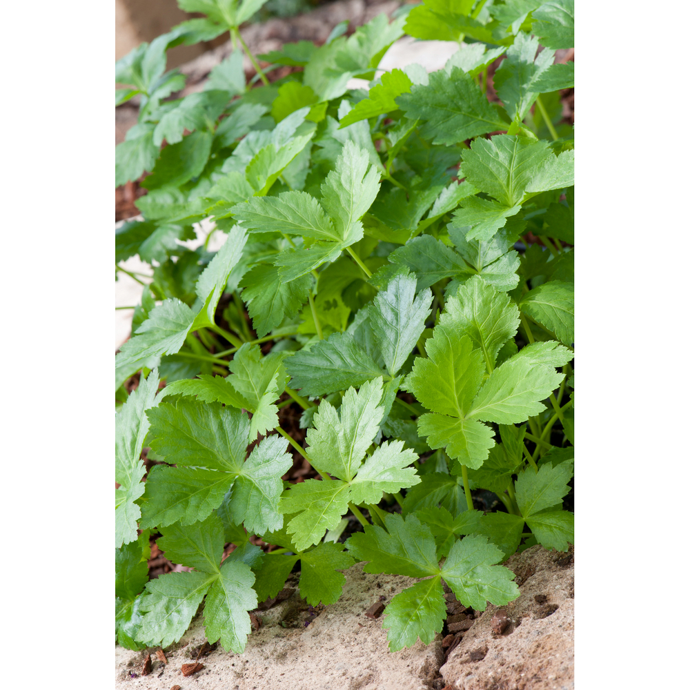 Plant de Persil Japonais vert Mitsuba : pot 1L
