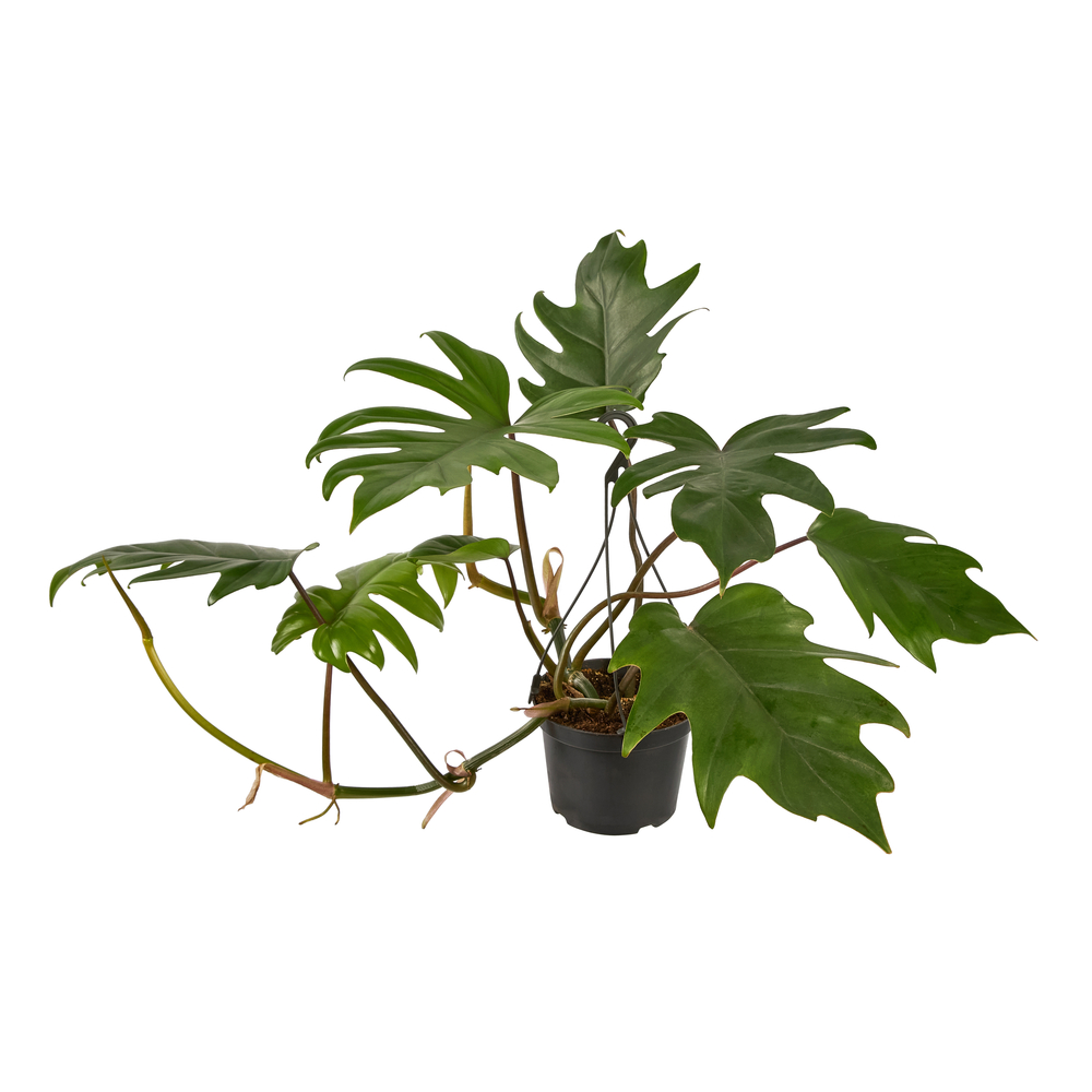 Philodendron 'Mayoi', suspension H.30cm : pot D.12cm