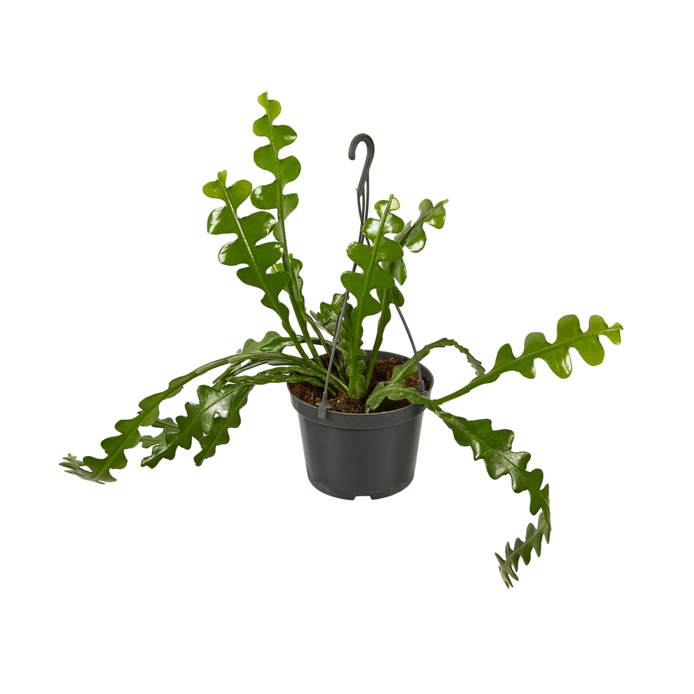 Epiphyllum Angulier fishbone : Suspension D.12cm