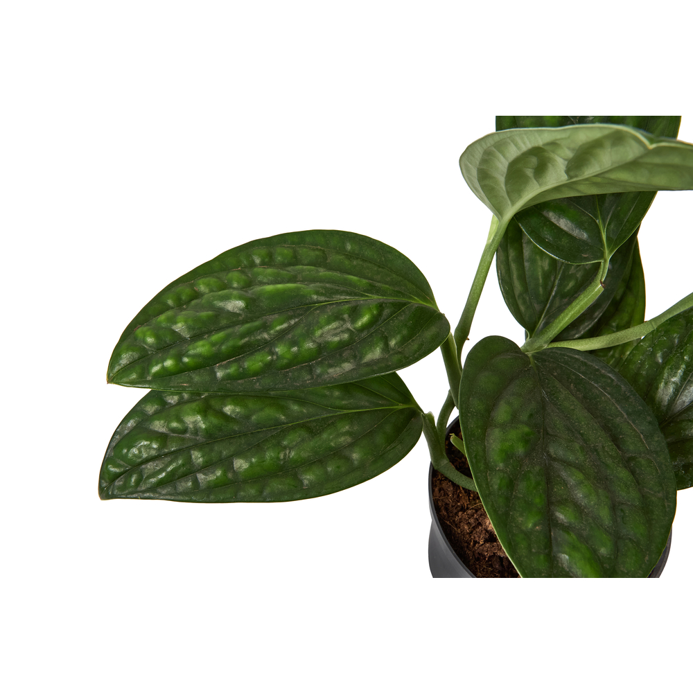 Philodendron 'Dragon Tail' H.25cm : pot D.12cm