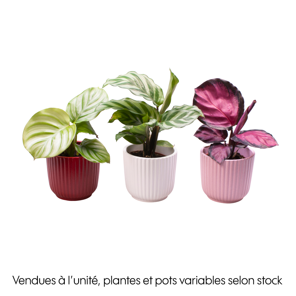 Calathea mix : pot céramique D.6cm