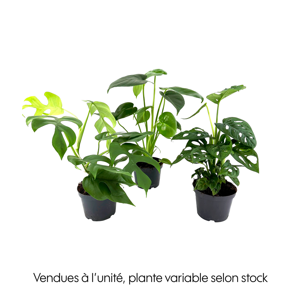 Philodendron Monstera mix, variétés variables : pot D.12cm