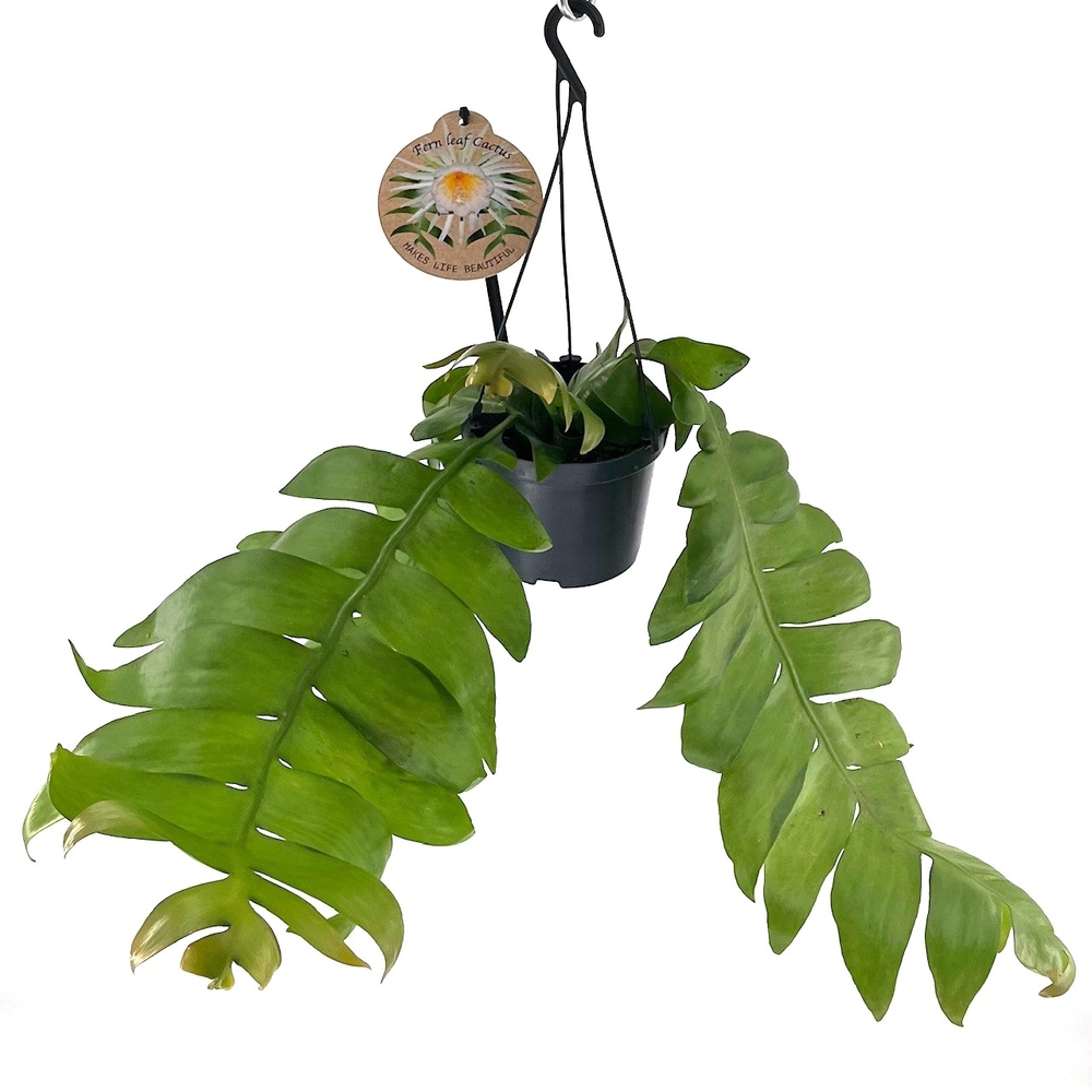 Epiphyllum 'Fern Leaf', suspension H.30cm : pot D.12cm
