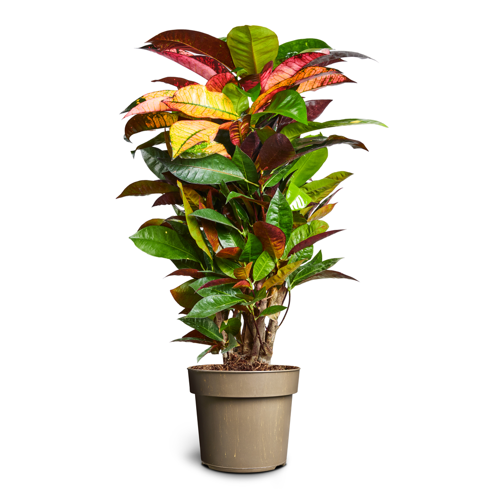 Croton 'Iceton' : Pot D.17cm