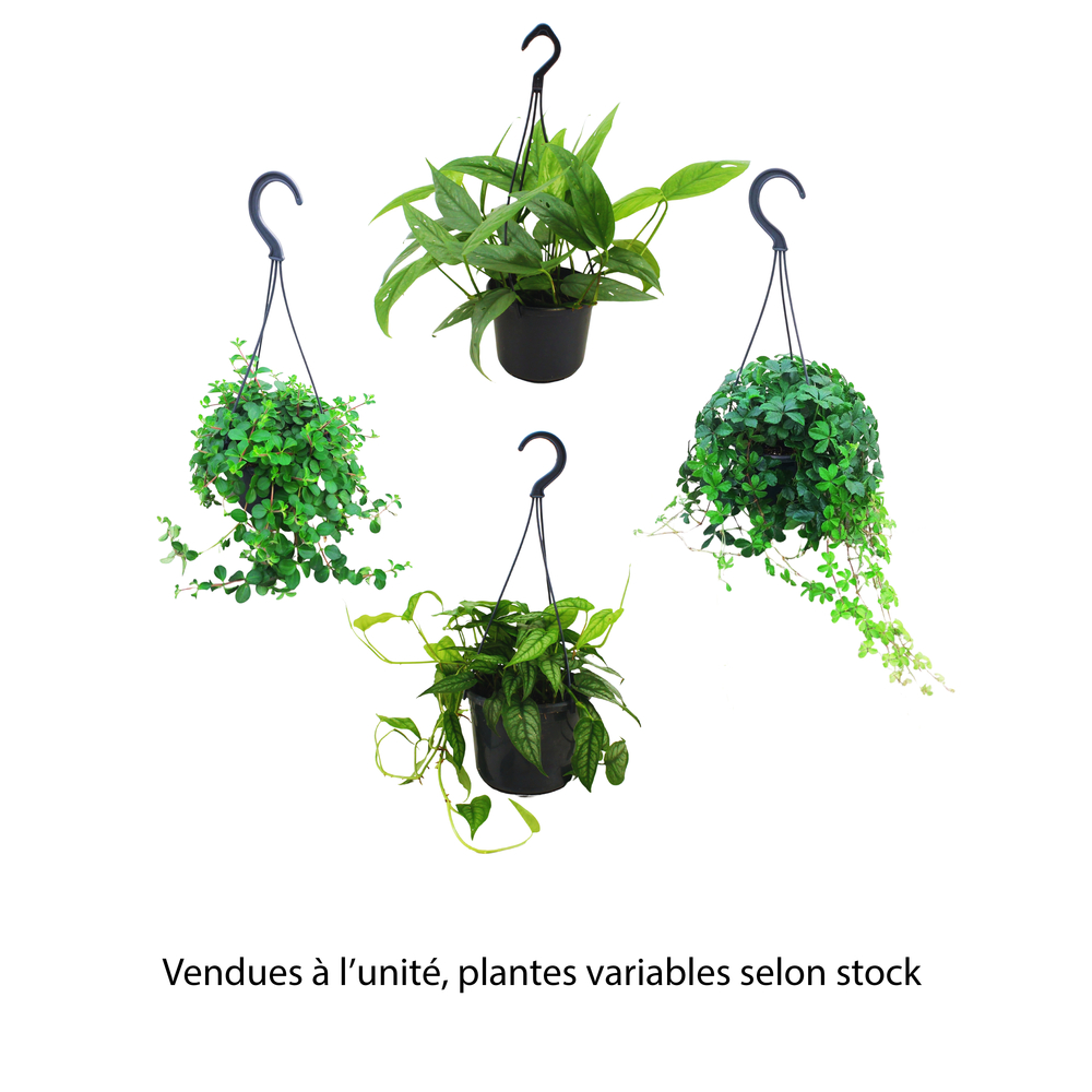 Plantes vertes mix : suspension D.15cm