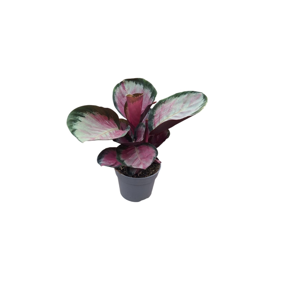 Calathea roseopicta - Pot D 14cm
