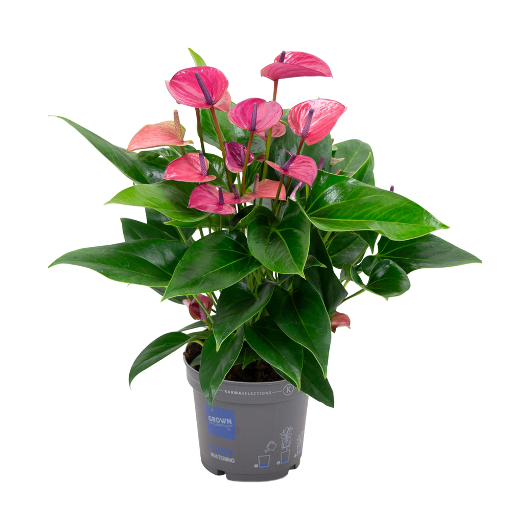Anthurium 'Purple' - Pot D.17cm
