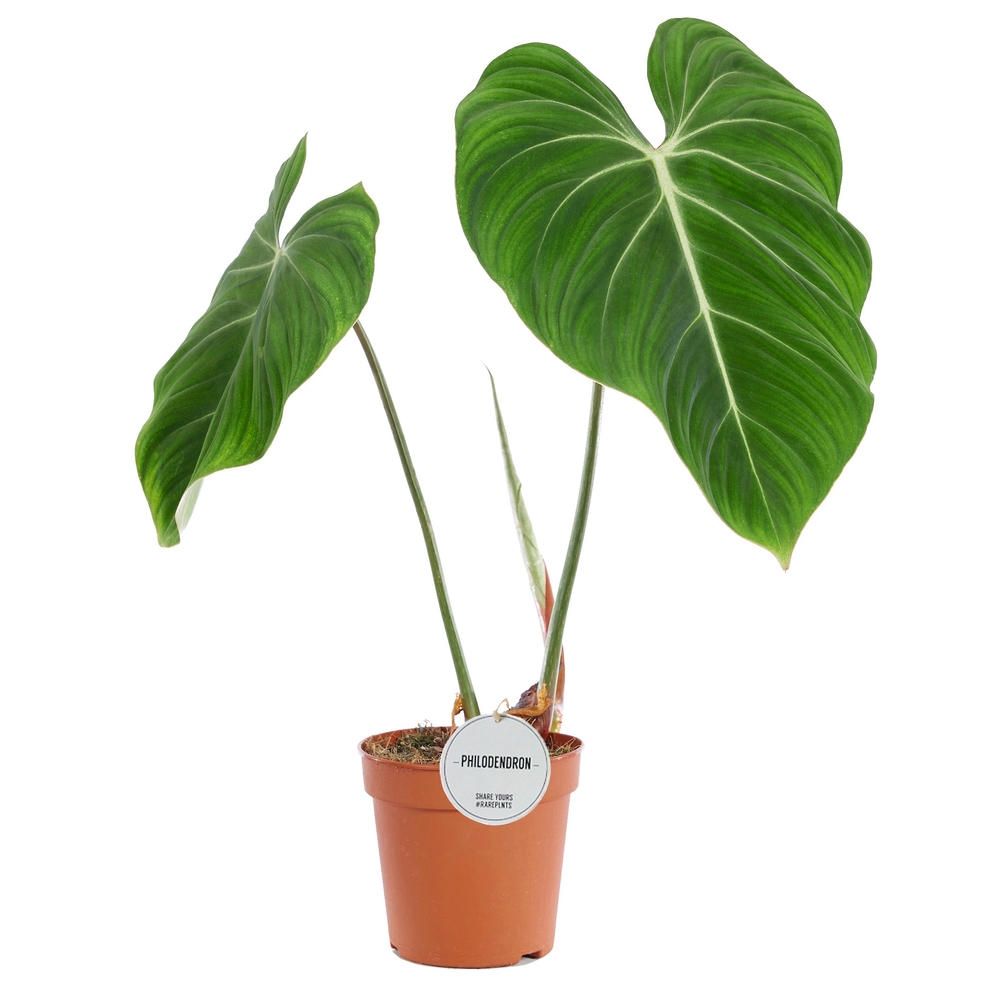 Philodendron gloriosum - Pot D.15cm