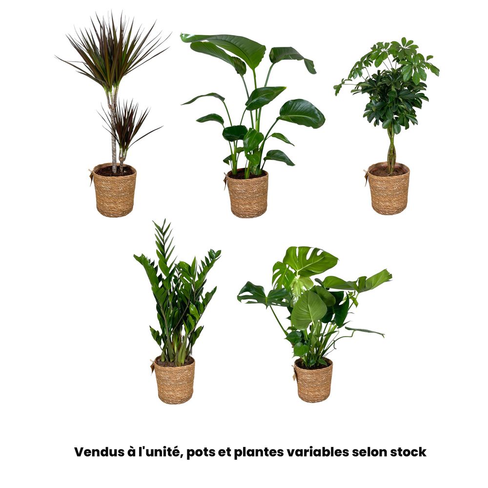 Plantes vertes mix : vannerie D.21cm