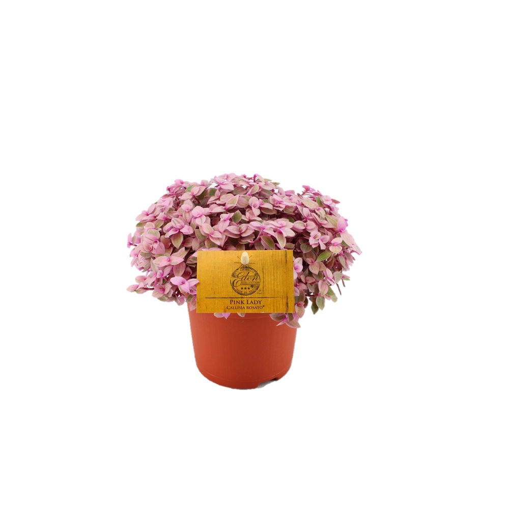 Callisia 'Rosato' - Pot D.10,5cm