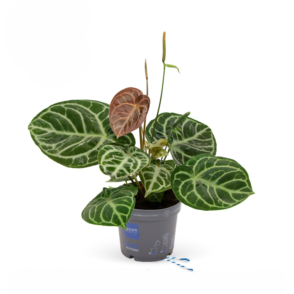 Anthurium crystallinum H.50cm : pot D.17cm
