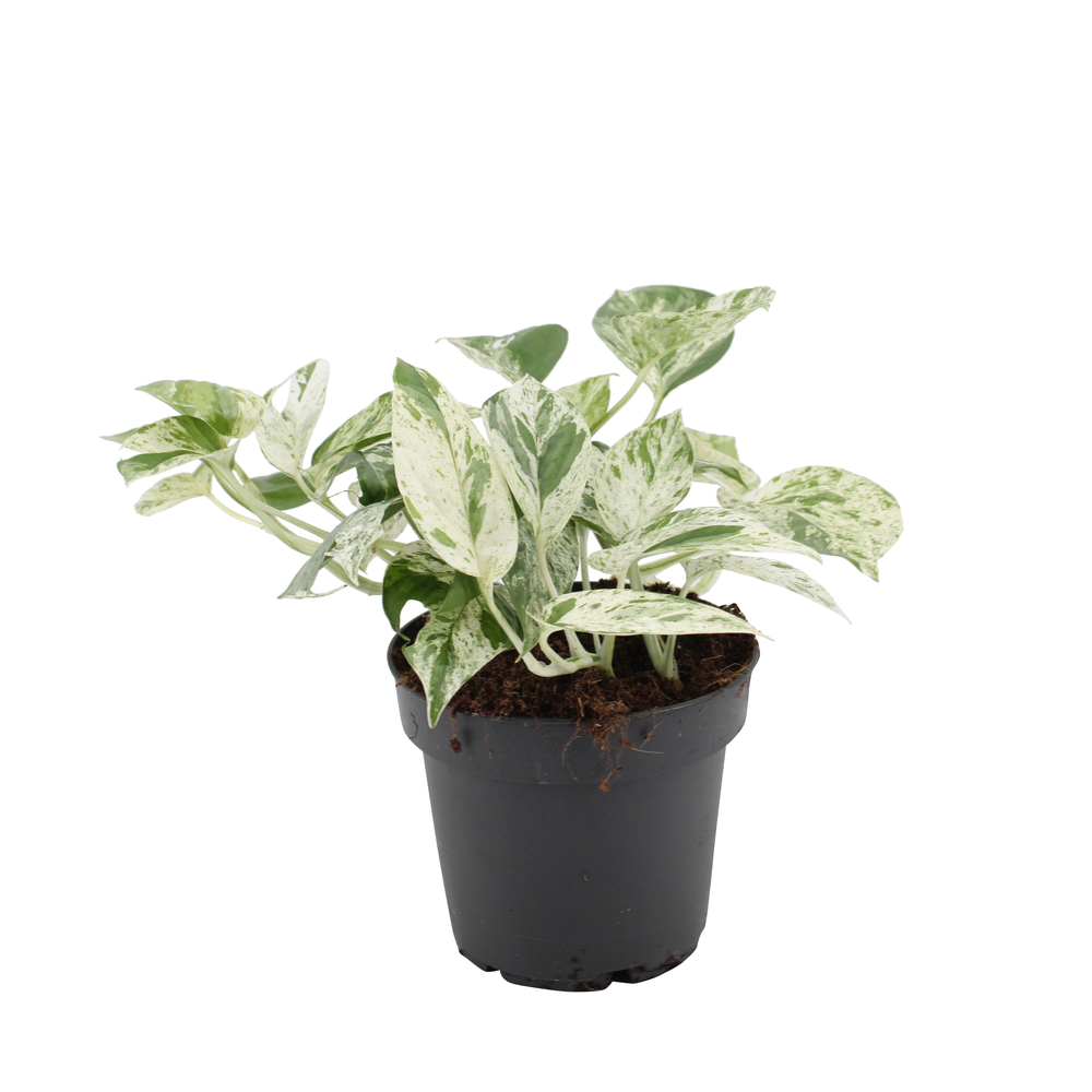 Epipremnum 'Marble Variegata' H.20cm : pot D.12cm