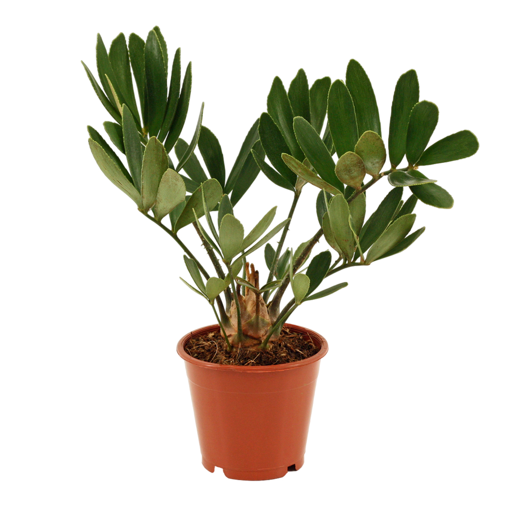 Zamia furfuracea : H.30 cm pot D.12cm