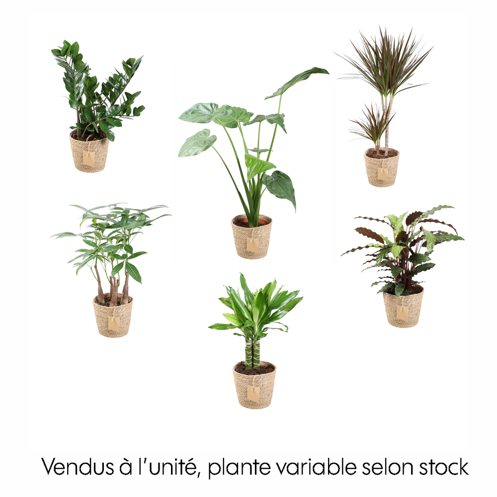 Plante verte mix dans une vannerie - D.17cm
