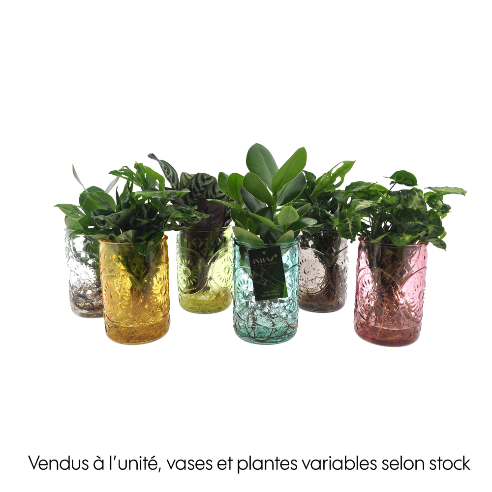 Plantes vertes mix : verre D.12cm