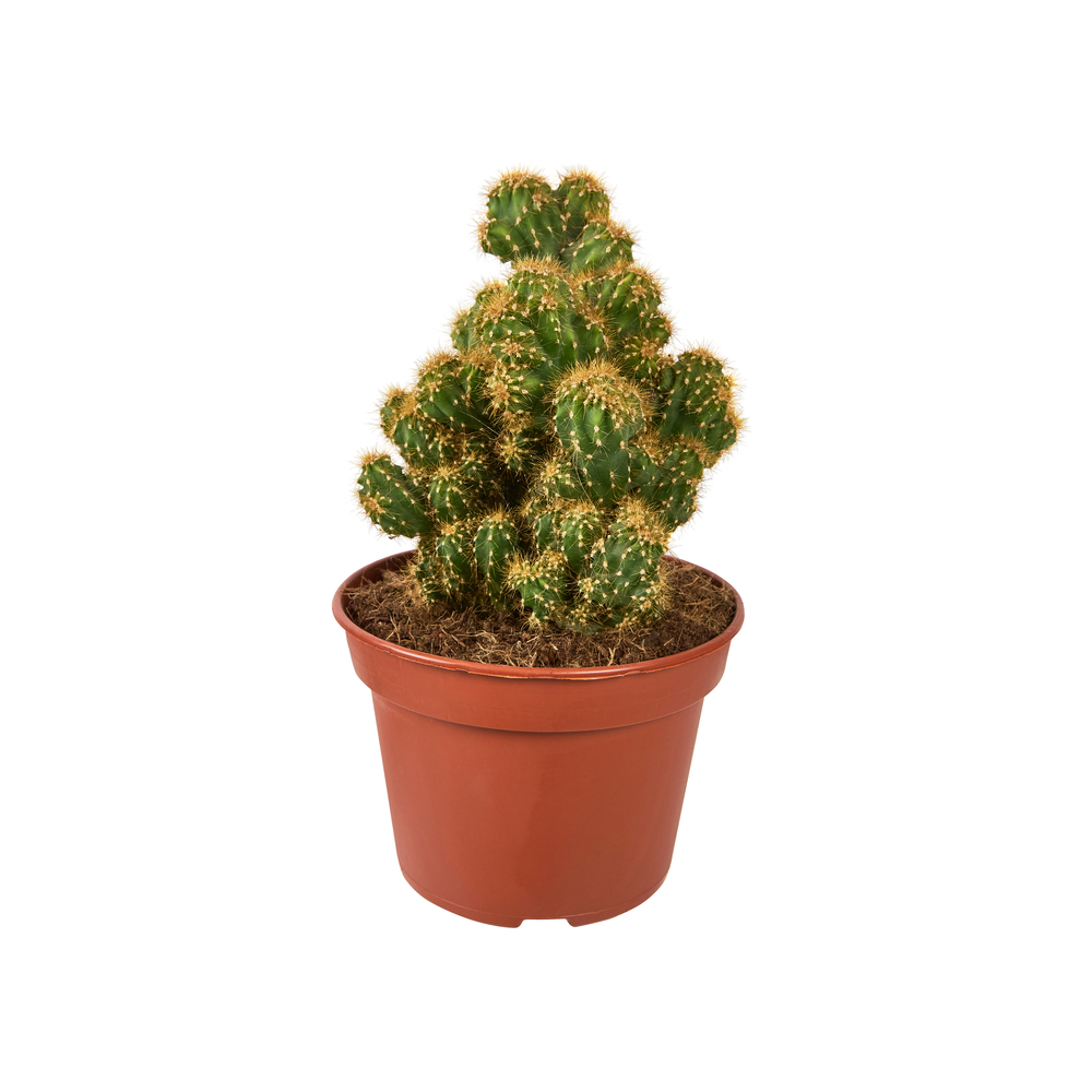 Cactus mix : Pot D.15cm