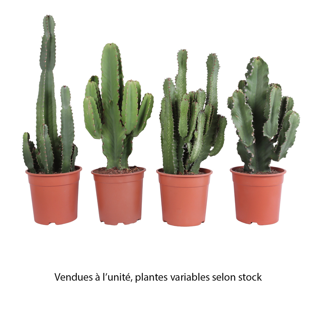 Euphorbe, variétés variables : pot D.24cm