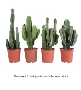 Euphorbe, variétés variables : pot D.24cm