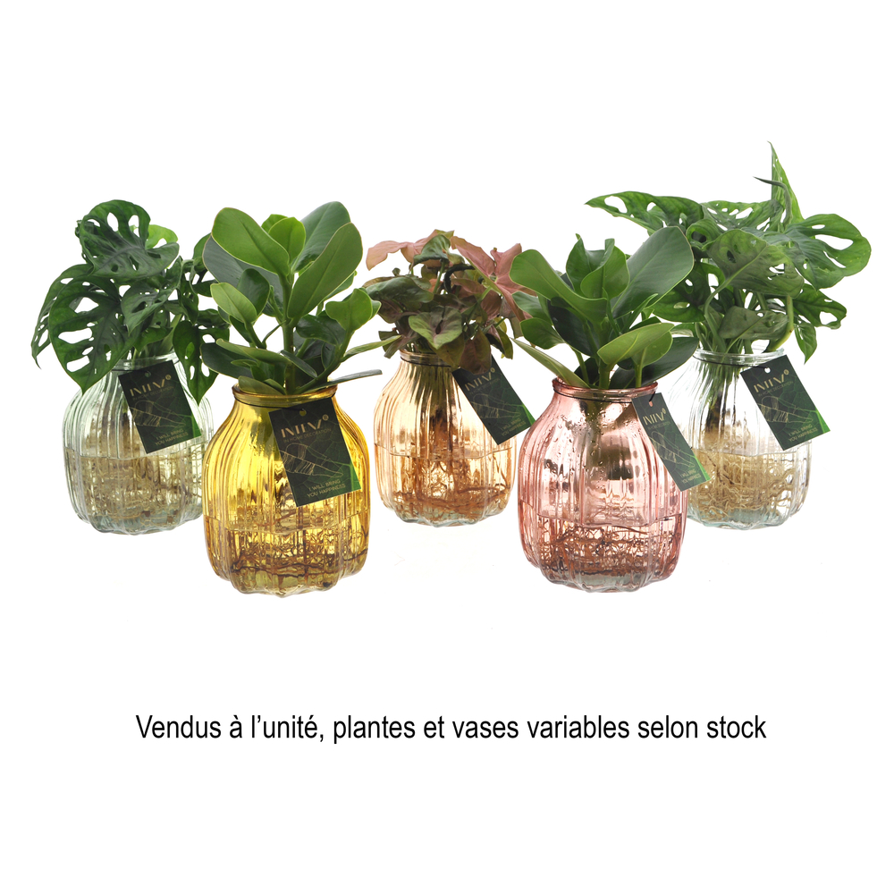 Mix plantes vertes en hydroculture : Pot en verre D.12cm
