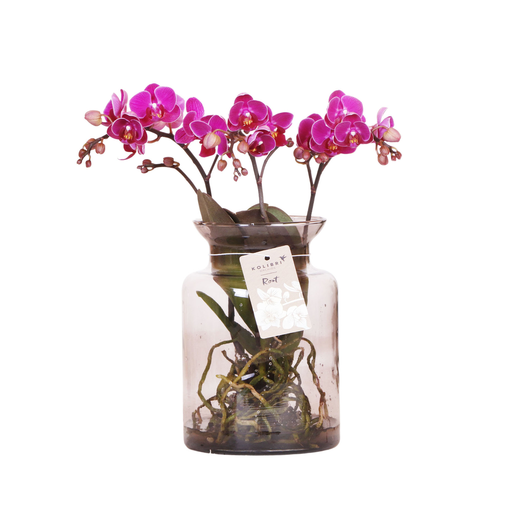 Phalaenopsis orchidée 'Kolibri' H.50 cm : Pot en verre D.16cm