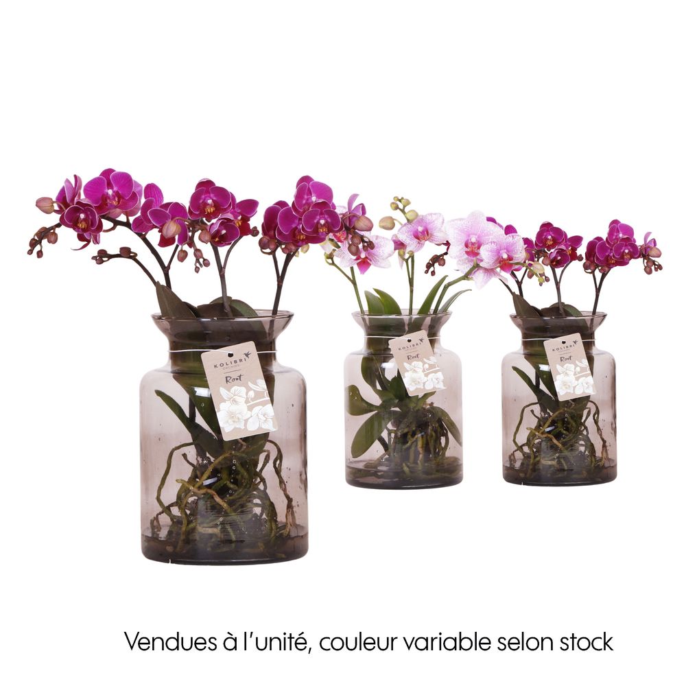 Phalaenopsis orchidée 'Kolibri' H.50 cm : Pot en verre D.16cm