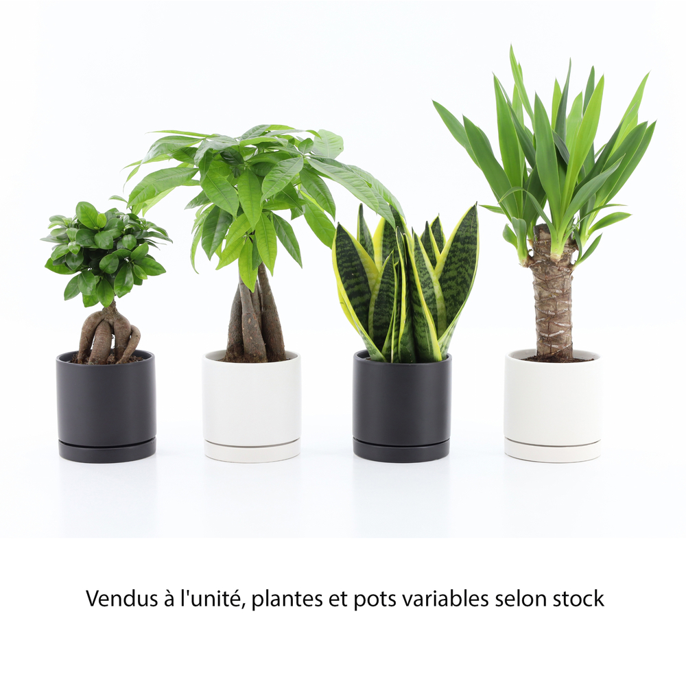 Plante verte, coupe de coloris blanc ou noir D.13cm