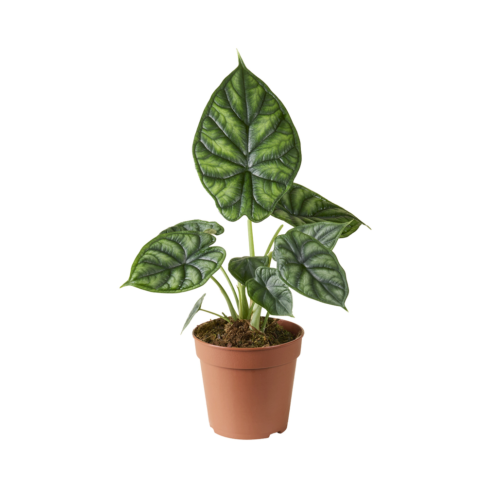 Alocasia 'Dragon Scale' : Pot D.12cm