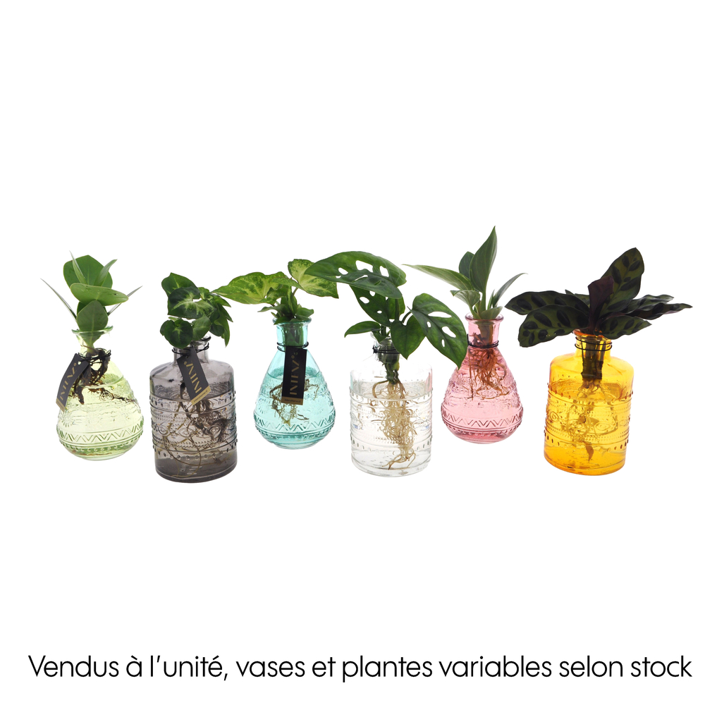 Mix plantes vertes en hydroculture : Pot en verre D.7cm