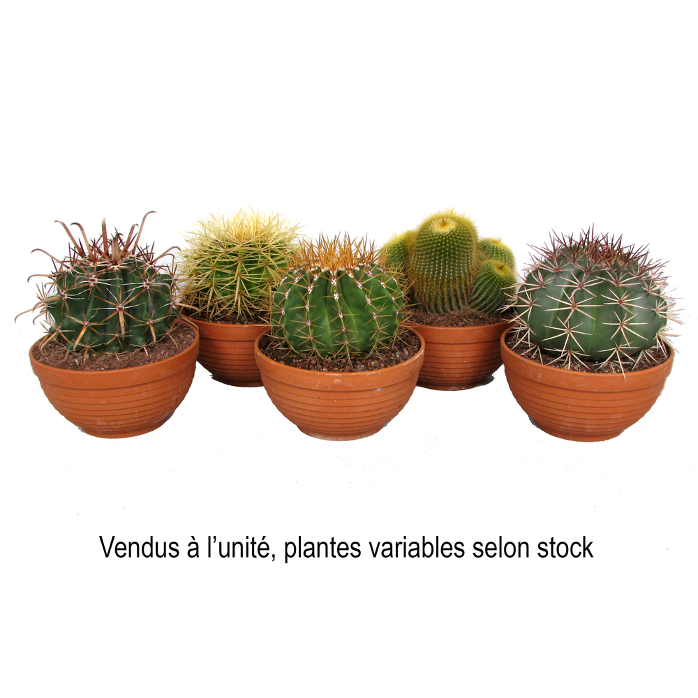 Cactus Canari, variétés variables : pot en terre cuite de D.17cm