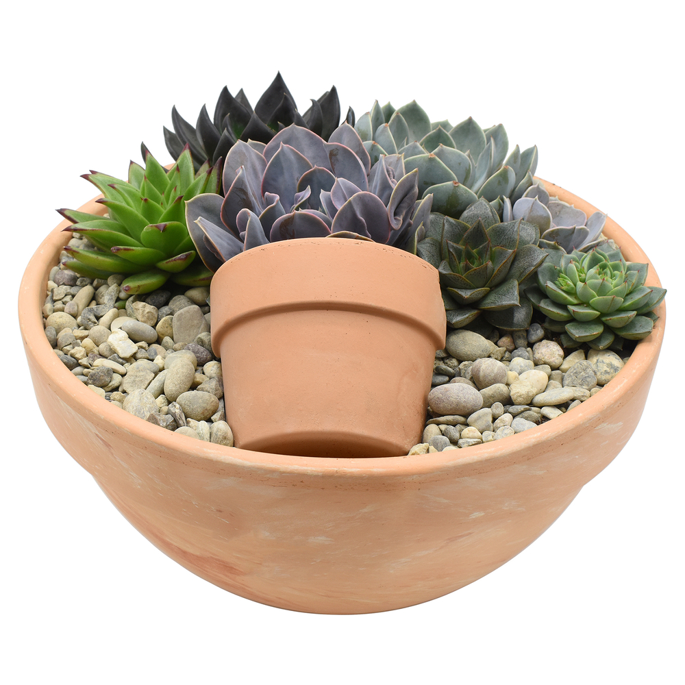 Composition de plantes succulentes en pot terre cuite : D.34cm