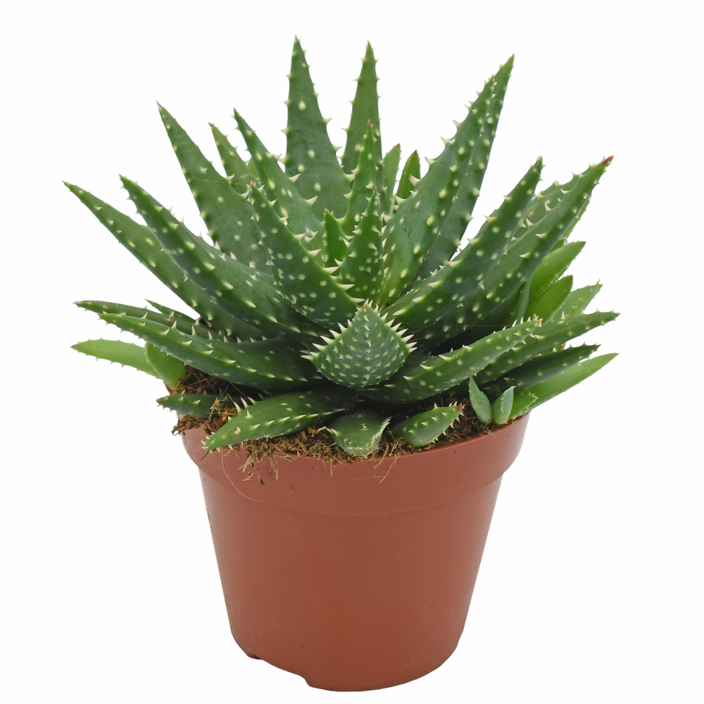 Aloe 'Kerio' H.15cm : pot D.12 cm