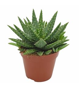 Aloe 'Kerio' H.15cm : pot D.12 cm