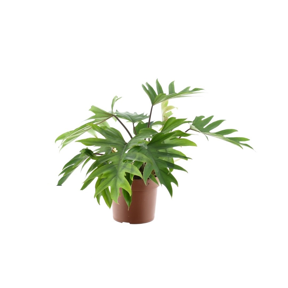 Philodendron 'Mayoi', suspension H.45cm : pot D.19cm