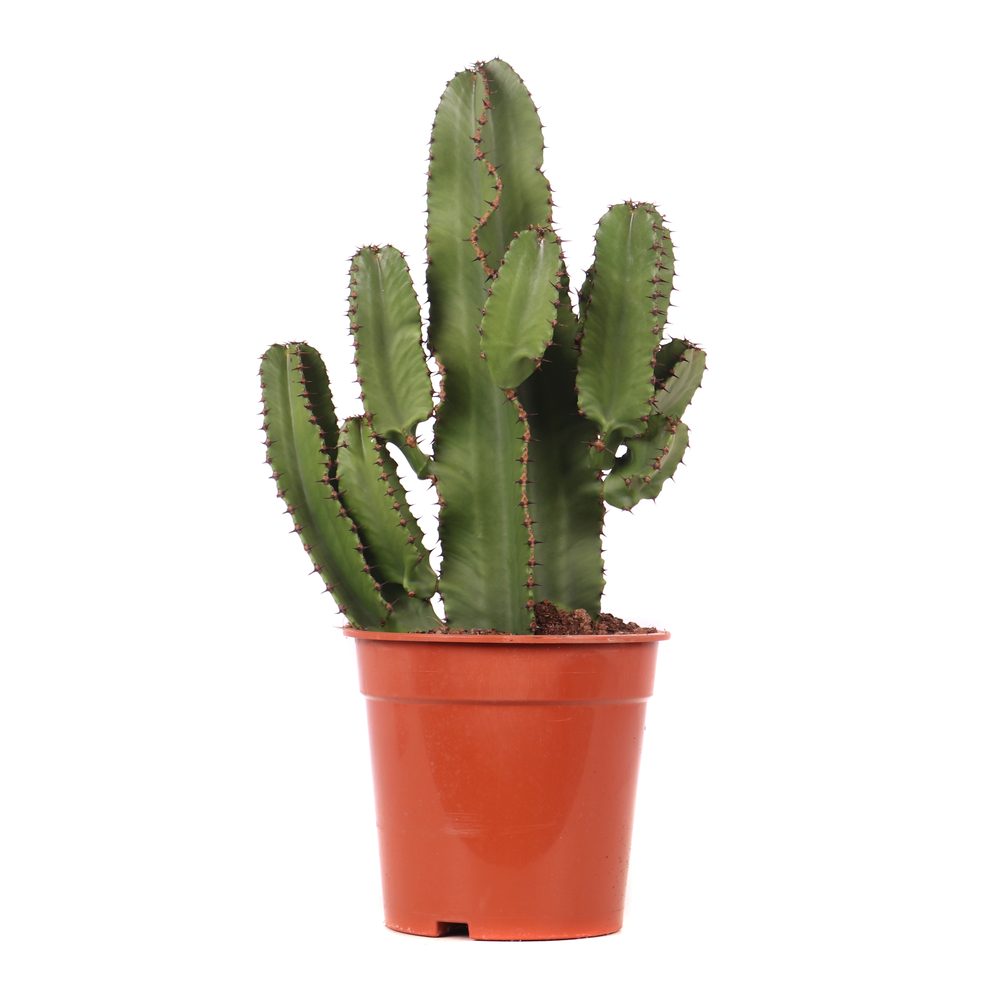 Euphorbe mix, variétés variables : pot D.21cm