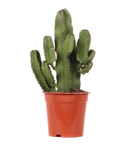 Euphorbe mix, variétés variables : pot D.21cm
