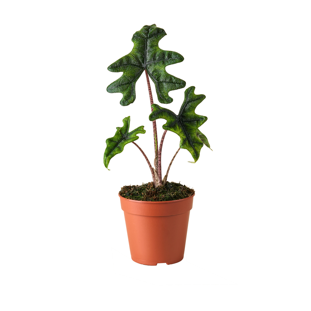 Alocasia 'Jacklyn' H.25cm : pot D.12cm