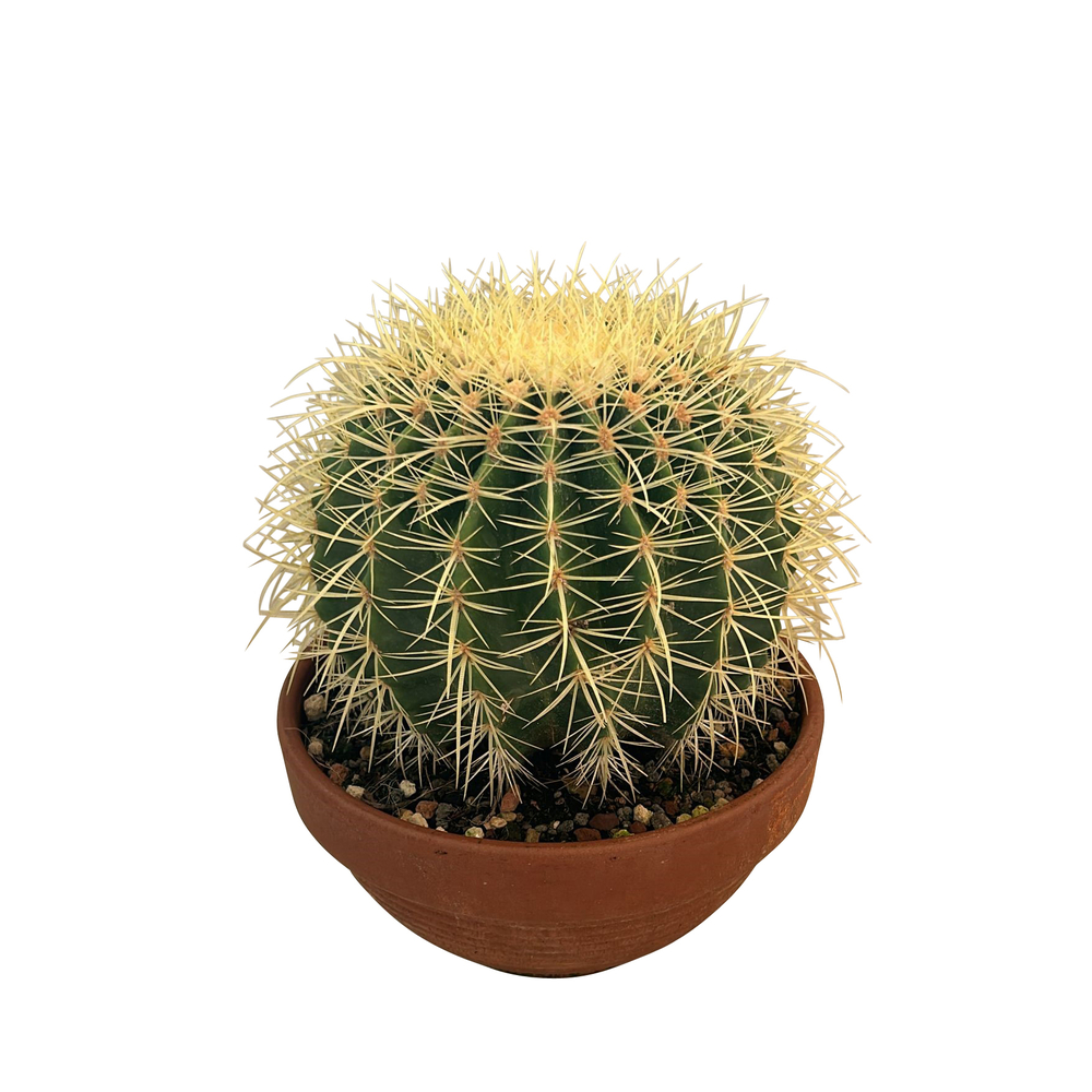 Echinocactus Grusoni : Pot D.19cm 