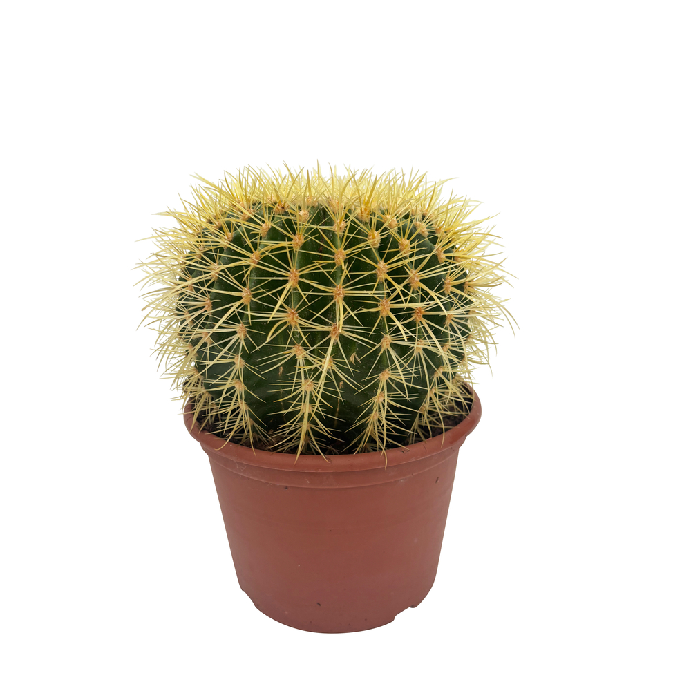 Echinocactus Grusoni : Pot D.25cm 
