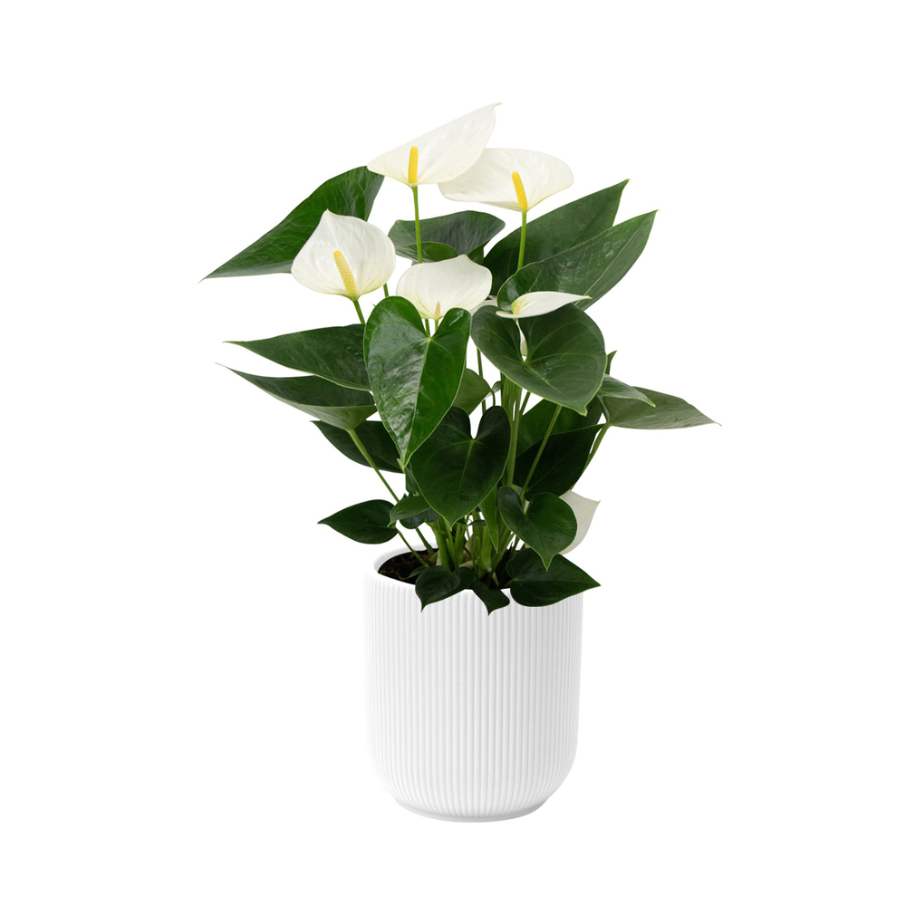 Anthurium en céramique - D.14cm