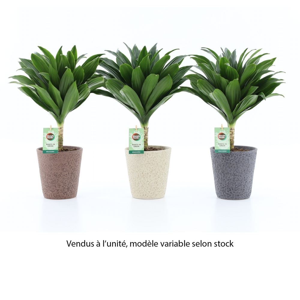 Dracaena Fragrans : pot D.13cm