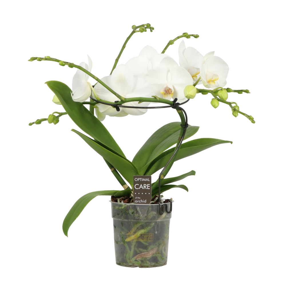 Phalaenopsis 'Infinity' blanc hauteur 50cm, 2 tiges - Pot D.12cm