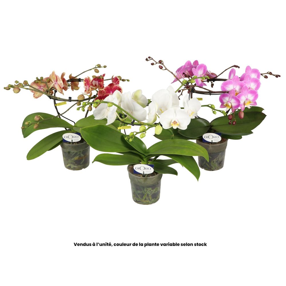Phalaenopsis 'Infinity' blanc hauteur 50cm, 2 tiges - Pot D.12cm